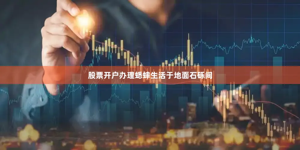 股票开户办理蟋蟀生活于地面石砾间